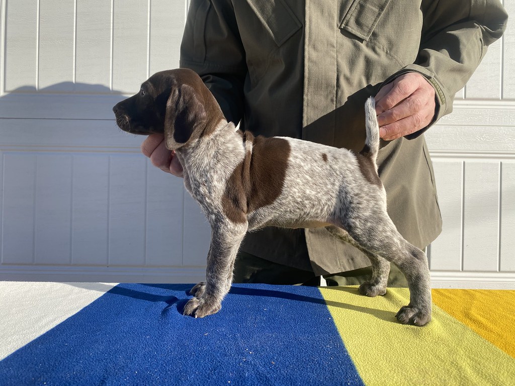 Female 3 Raya x Grouser Willow Creek Kennels Flickr