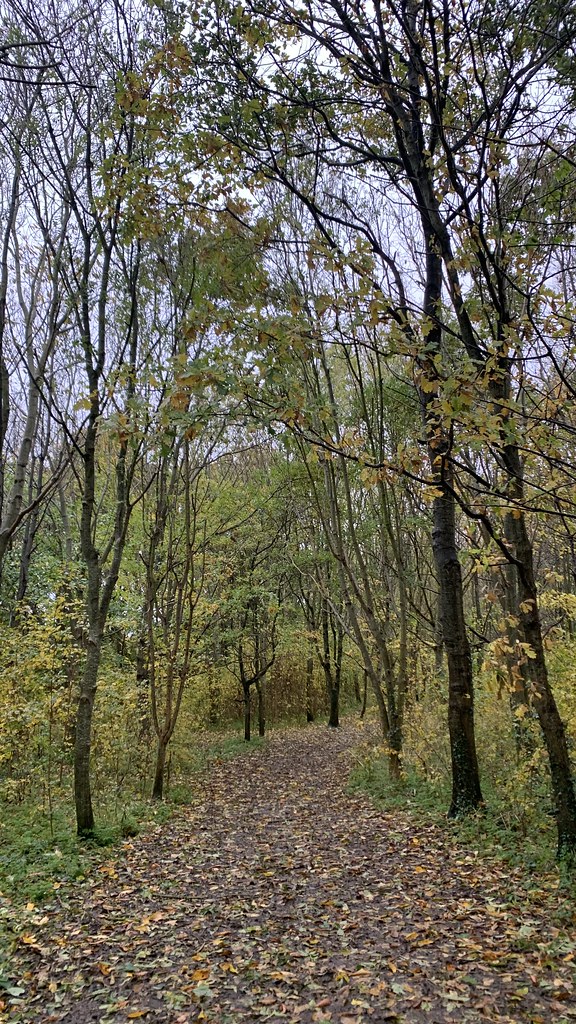 Middle Tyning, Manor Road Community Woodland, Keynsham, So… Flickr