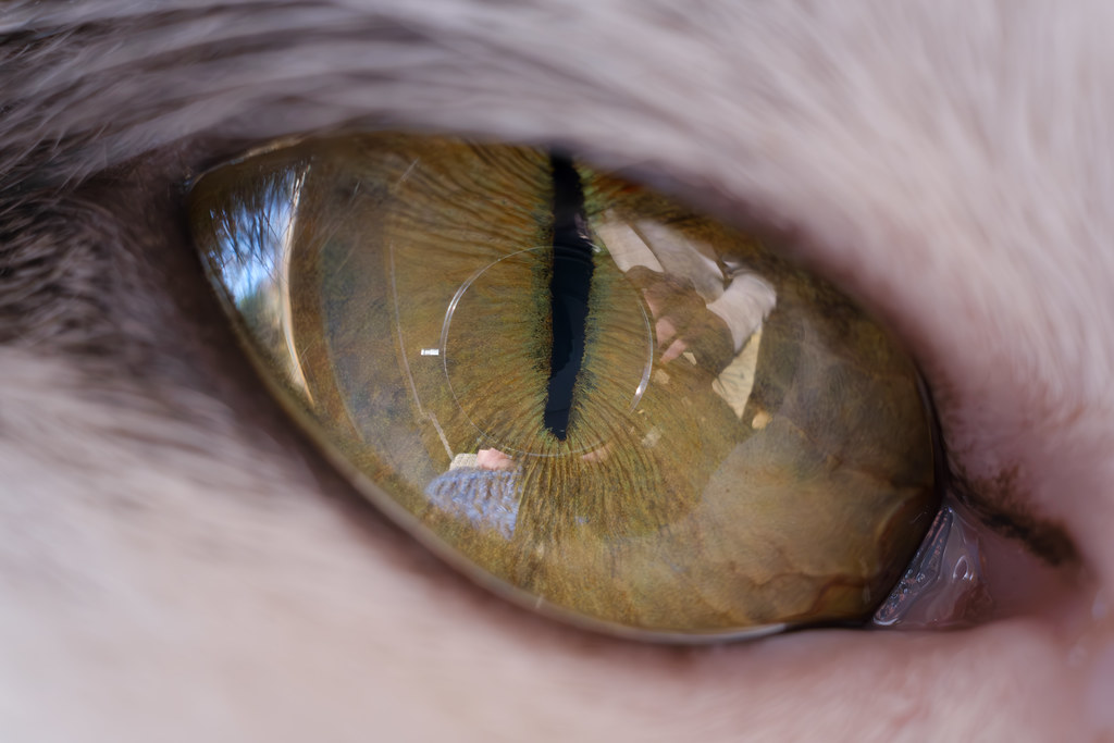 cat eye Is it just me or do close up photos of eyeballs gi… Flickr