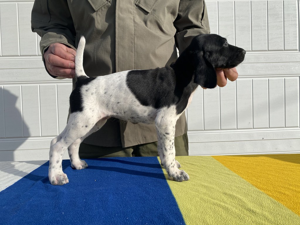 Female 7 Raya x Grouser Willow Creek Kennels Flickr