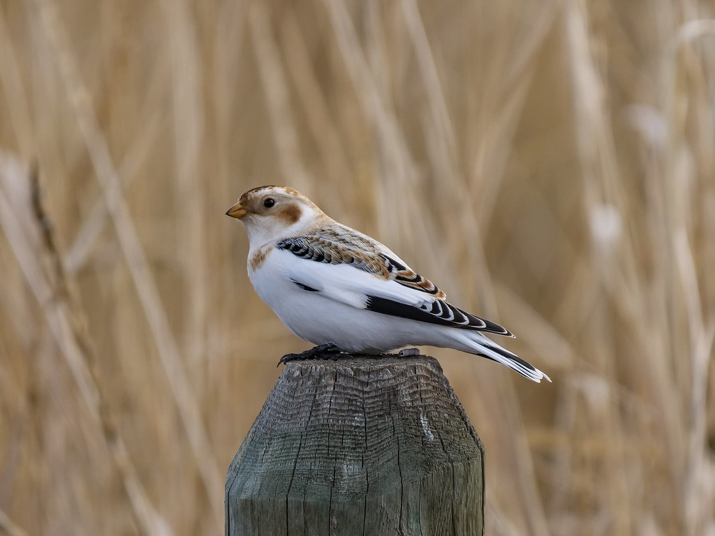 Snow Bunting Crooked River Wetlands A rare bird for Prin… Flickr