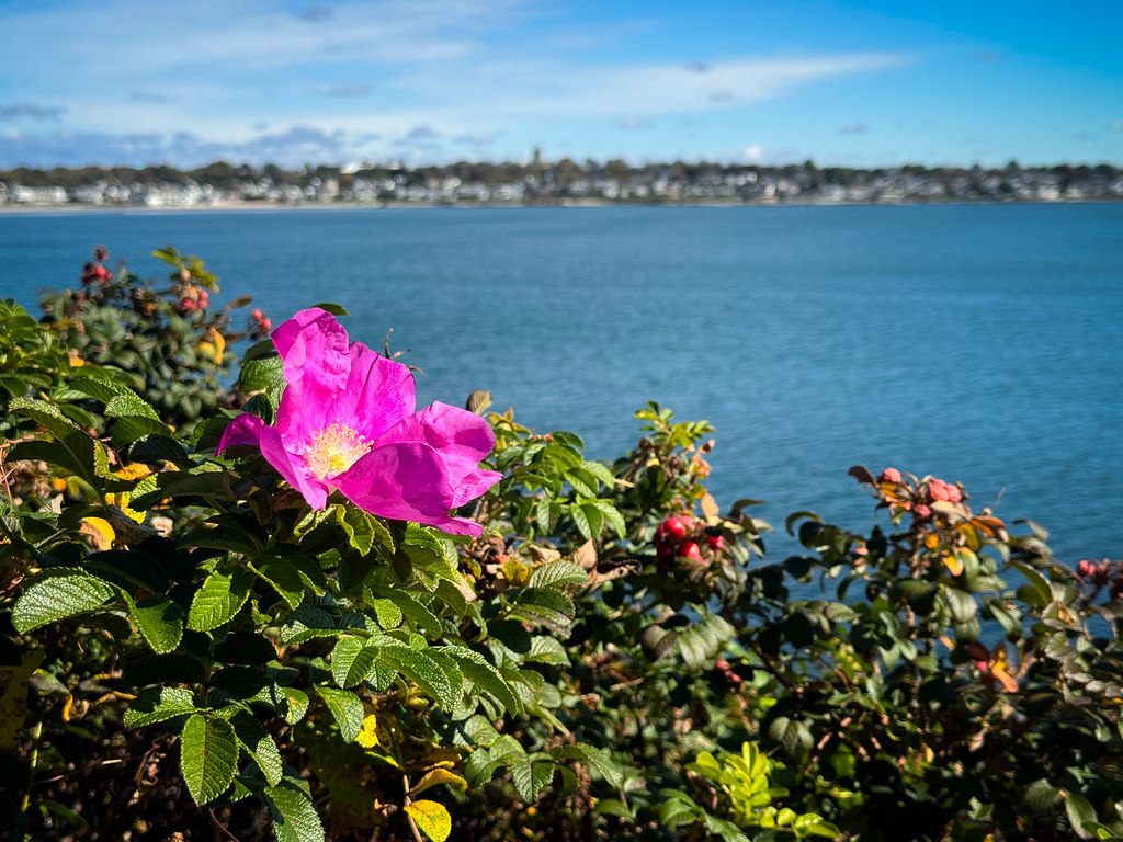 Rhode Island A few autumn roses were still blooming Chrissy Thomas Flickr