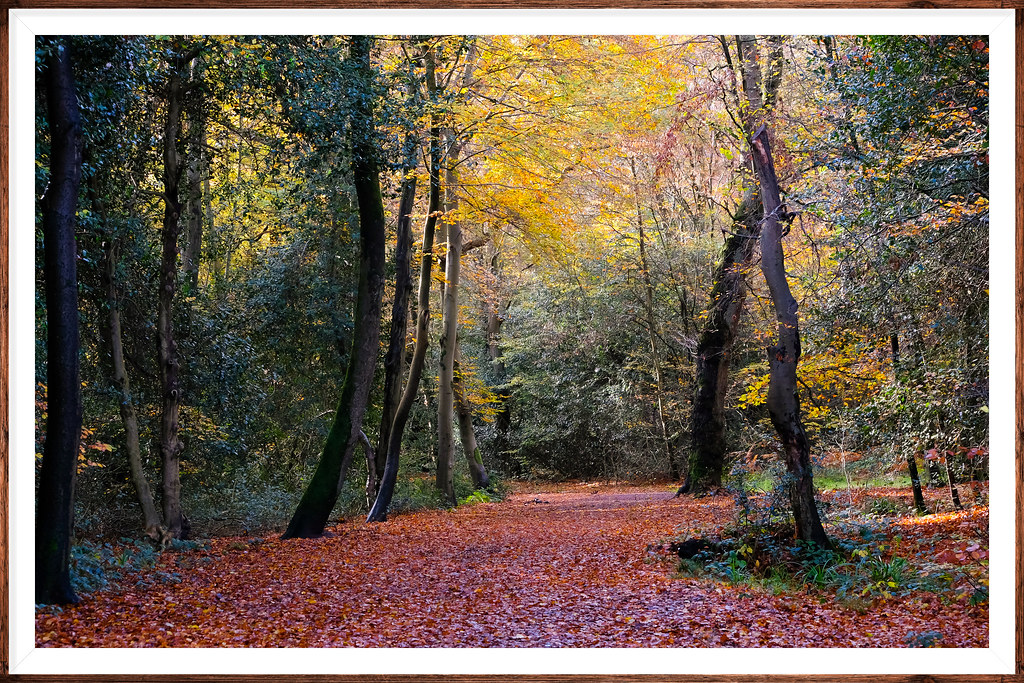 Epping Forest Essex.. Epping Forest District is a local go… Flickr