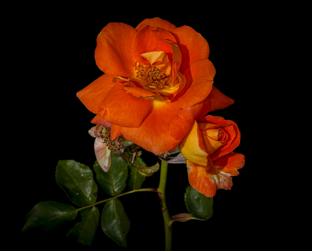 Orange Roses Swans’s Nursery, Dural. NSW. Loraine Blythe Flickr