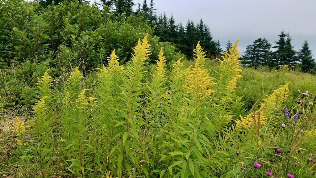 Quaco Head, West Quaco, NB, Canada Cindy Zheng Flickr