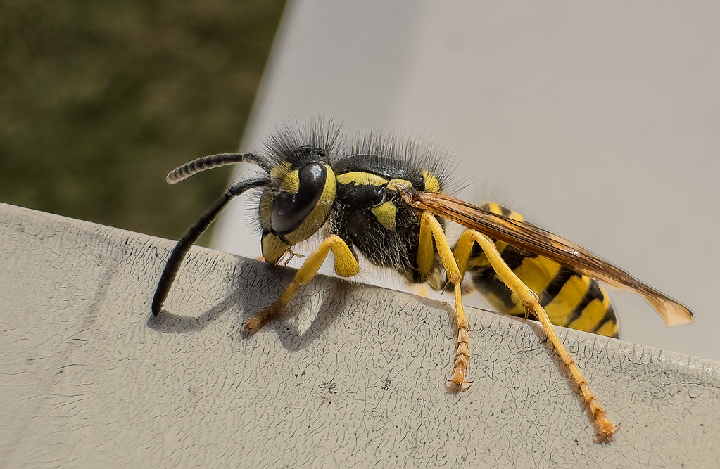 Vespula maculfrons, Eastern Yellowjacket Sunning itself on… Flickr