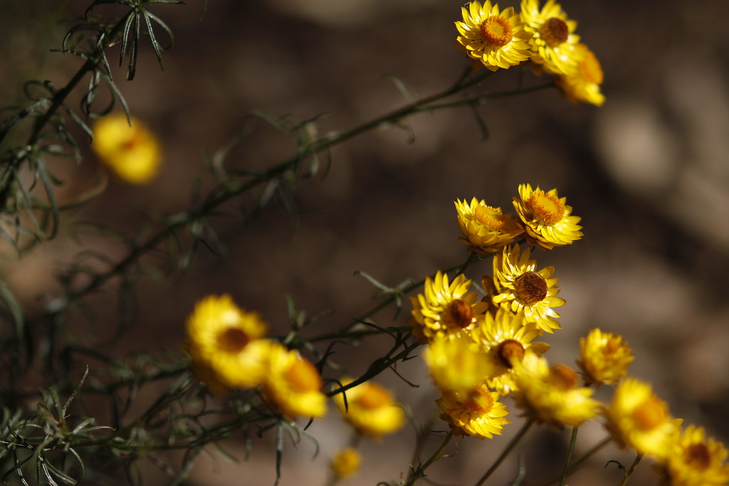 Blooming hell. Flowers at lake Victoria Shepparton Austral… Flickr