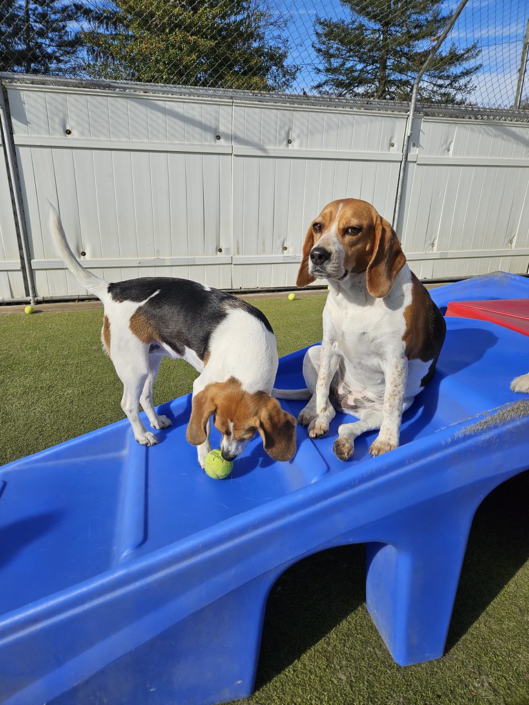 20231115_123539 Holiday House Pet Resort and Training Center Flickr