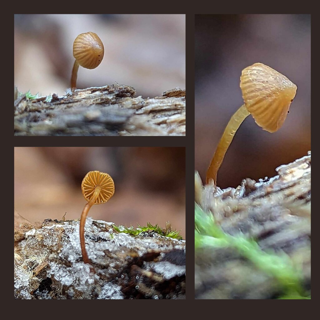 Galerina triscopa/Galérine des troncs Shawinigan Nord Nove… Flickr