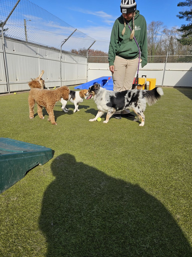 20231115_123517 Holiday House Pet Resort and Training Center Flickr