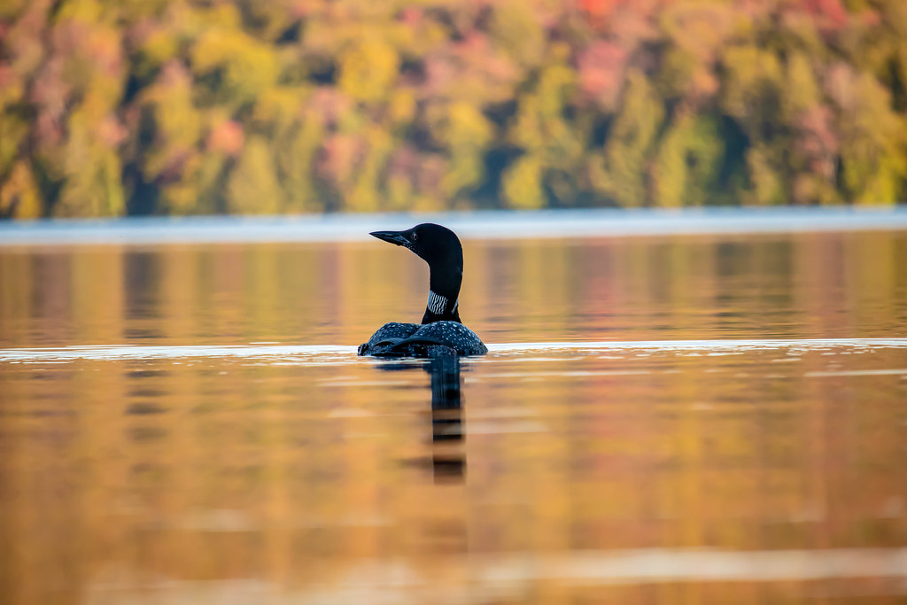 Limekiln lake loon Peter Fendi Flickr