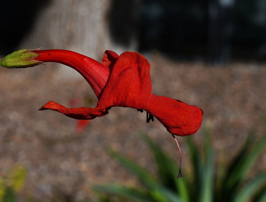 Cape Honeysuckle, capensis 1/3, Tucson, Pima County… Flickr