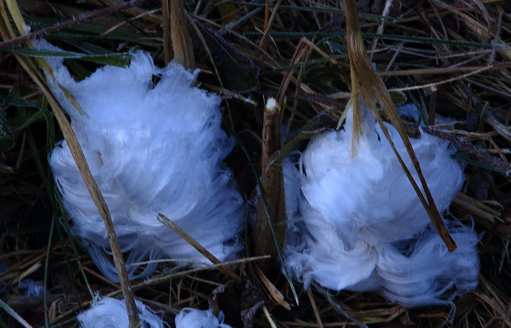 Frost Flower Boxley Valley, Northwest Arkansas Dan Davis Flickr