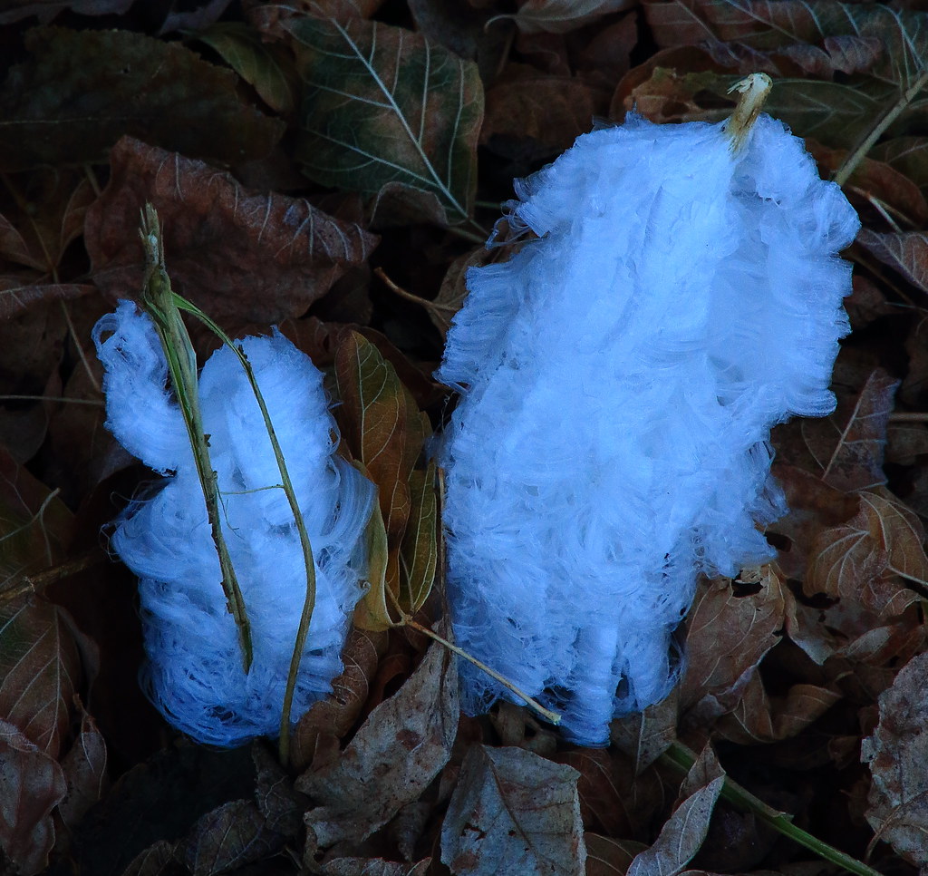 Frost Flower Boxley Valley, Northwest Arkansas Dan Davis Flickr
