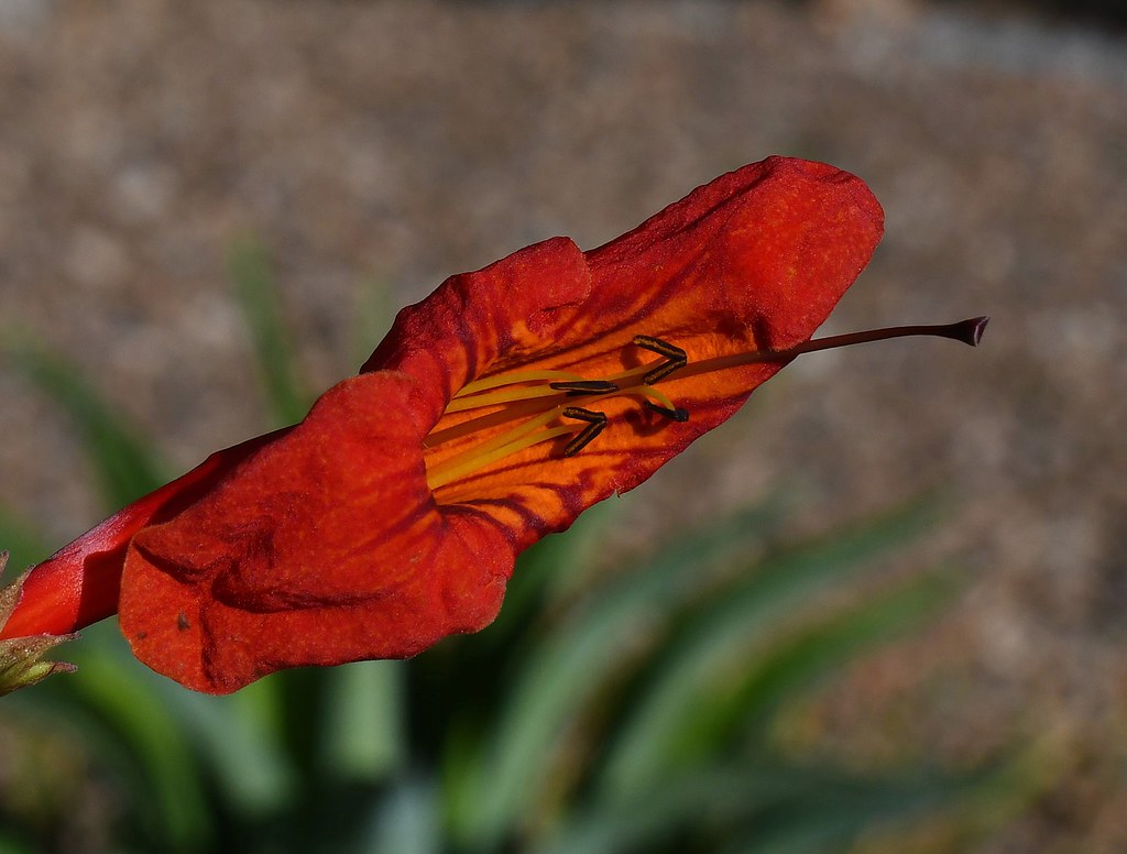 Cape Honeysuckle, capensis 2/3, Tucson, Pima County… Flickr