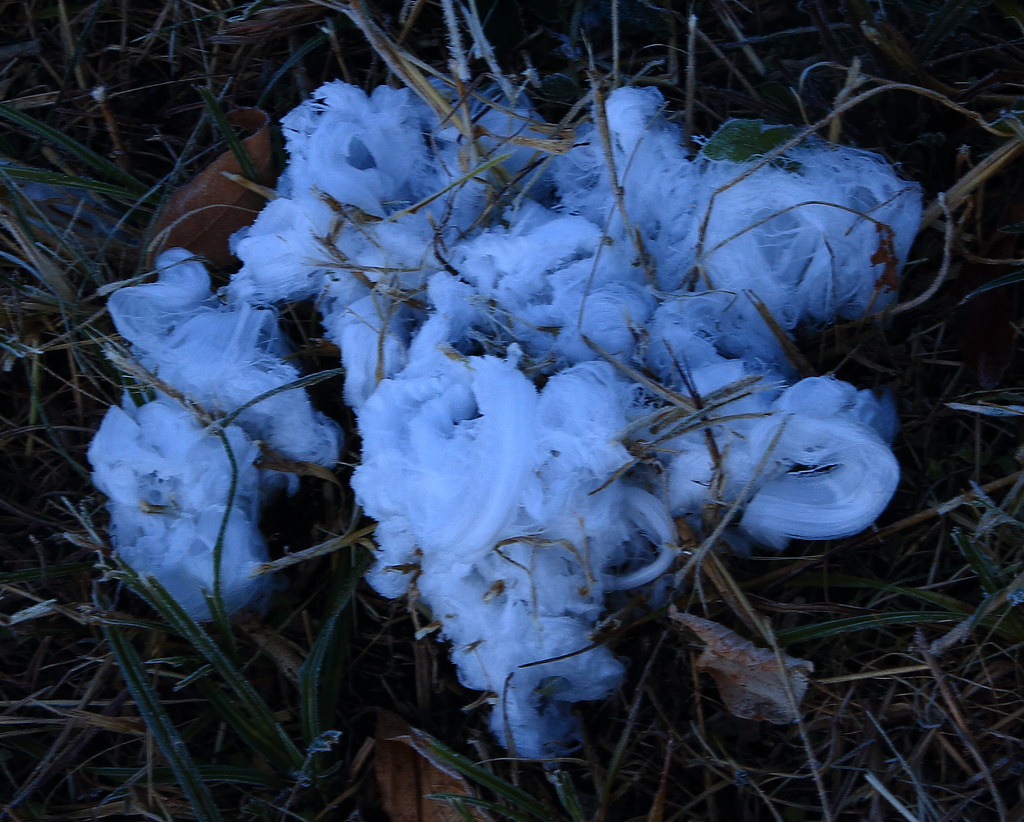 Frost Flower Boxley Valley, Northwest Arkansas Dan Davis Flickr