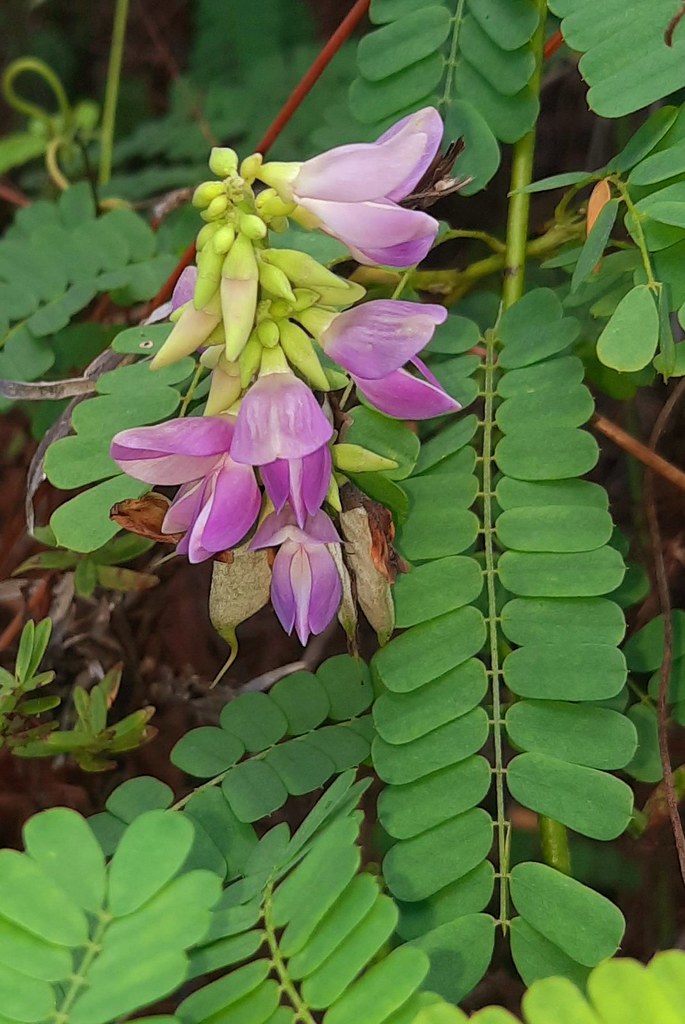Crab's Eye Vine Also known as Rosary Pea, Jequirity Bean a… Flickr
