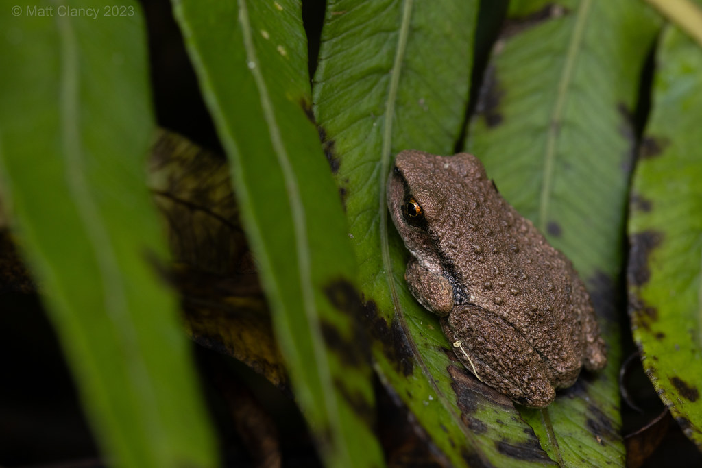 Spotted Tree Frog (Litoria spenceri) yearling basking duri… Flickr
