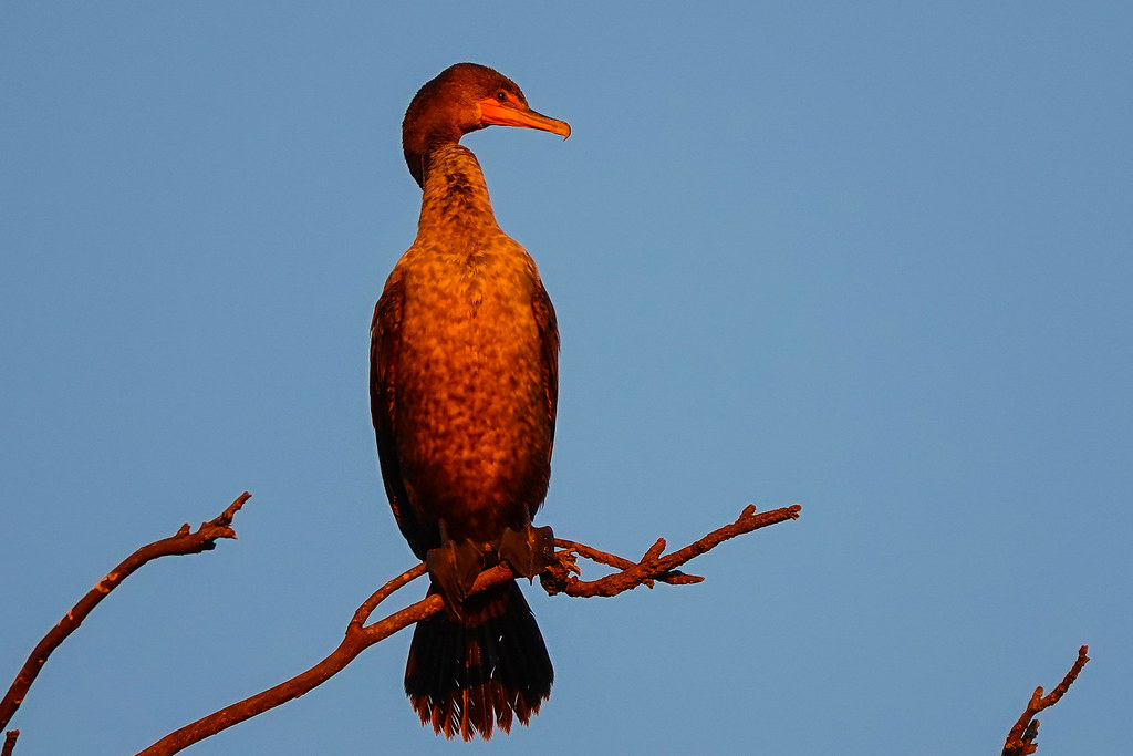 Bathed in golden sunset light. Cormorant. Santa Barbara, C… Flickr