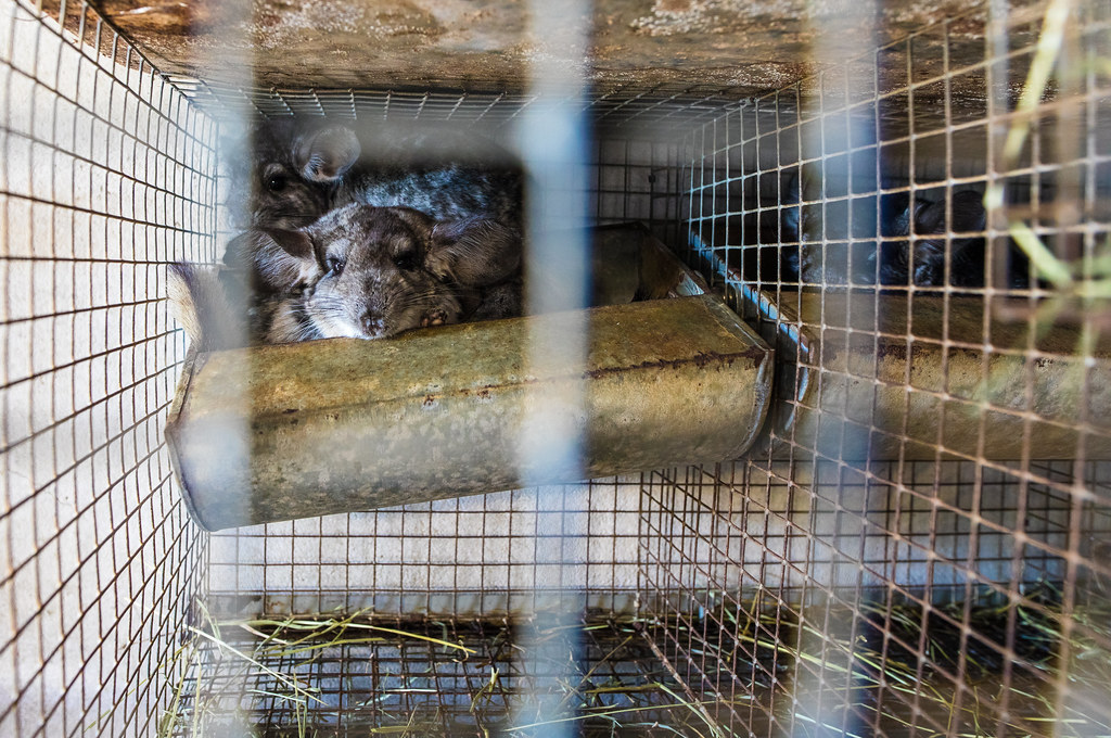 A chinchilla farm taken into intervention by proanimal ac… Flickr
