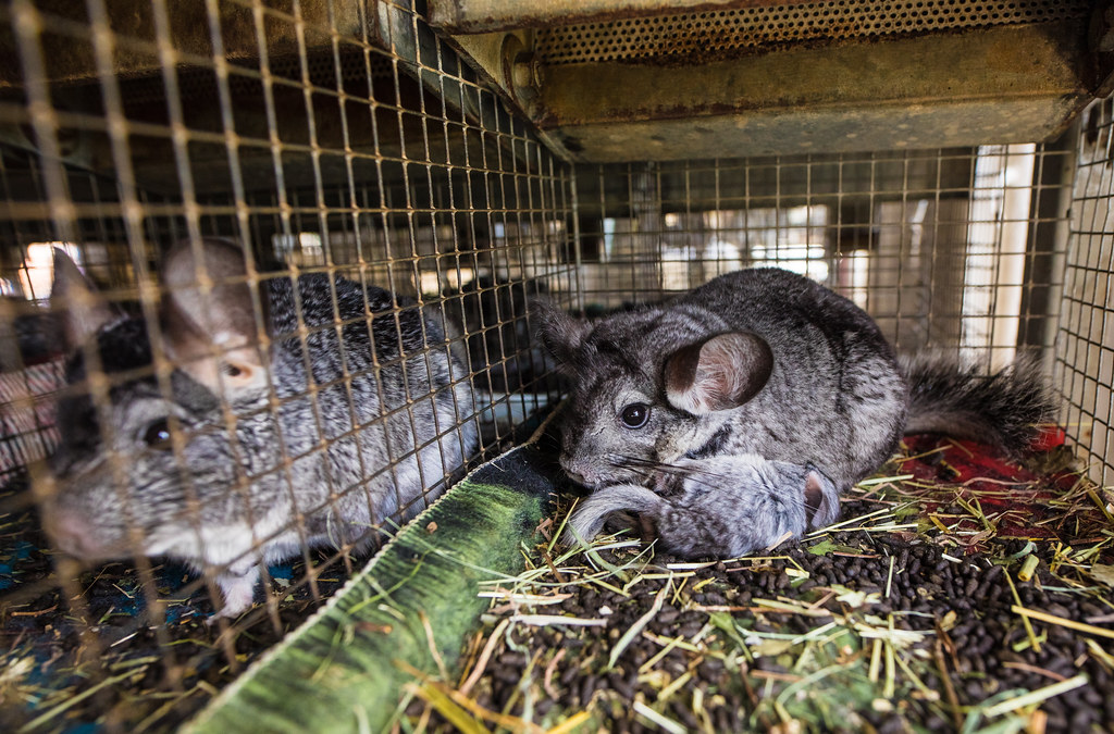Rescued chinchillas from a breeding farm. Andrew Skowron Flickr