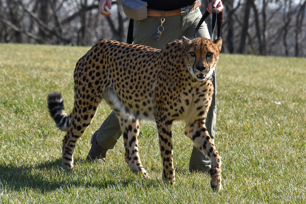 DSC_2558.jpg Lisa Hubbard Flickr