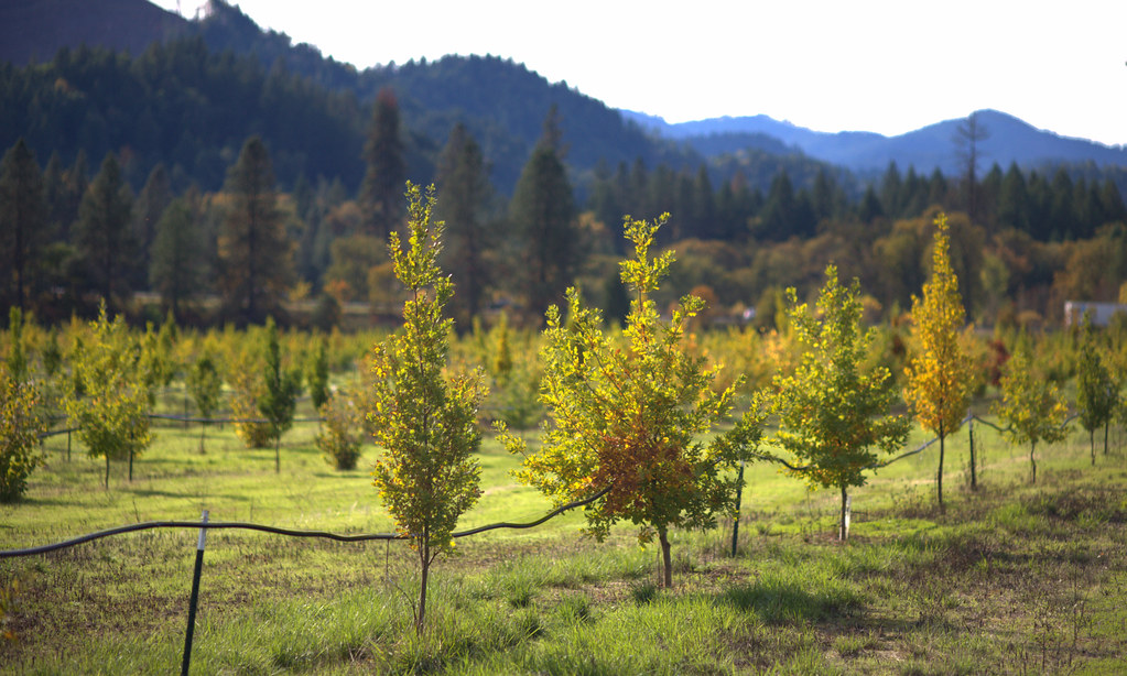 Sunny Valley Sunny Valley / Josephine County / Oregon Wes Dickinson