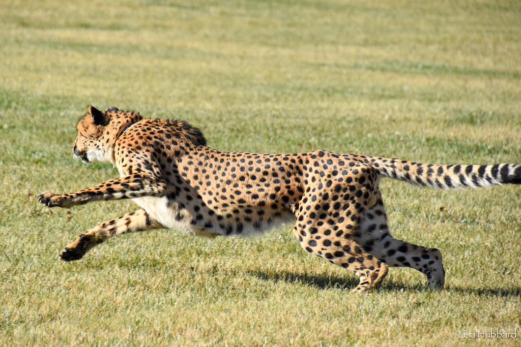 DSC_2509.jpg Lisa Hubbard Flickr