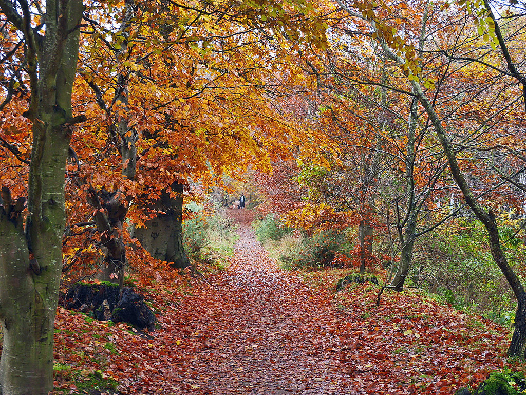 Leafy Lane Yesterday morning near Falkland in Fife. eric niven Flickr