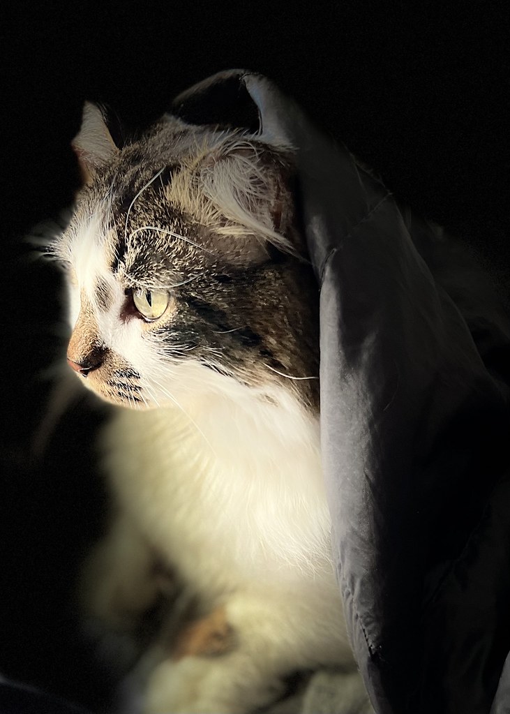 SaintZena! This wonderful kind cat moved in with my partn… Flickr