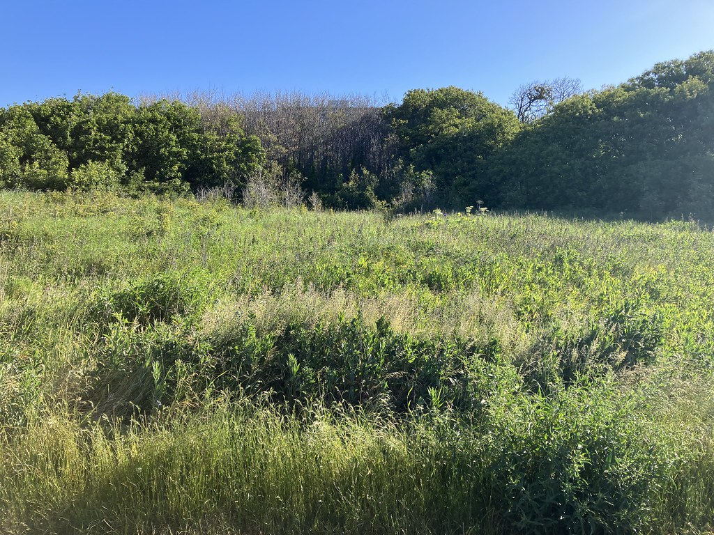 2023 06 03a Dallas Road Walk with Kismet 16 Blake Handley Flickr