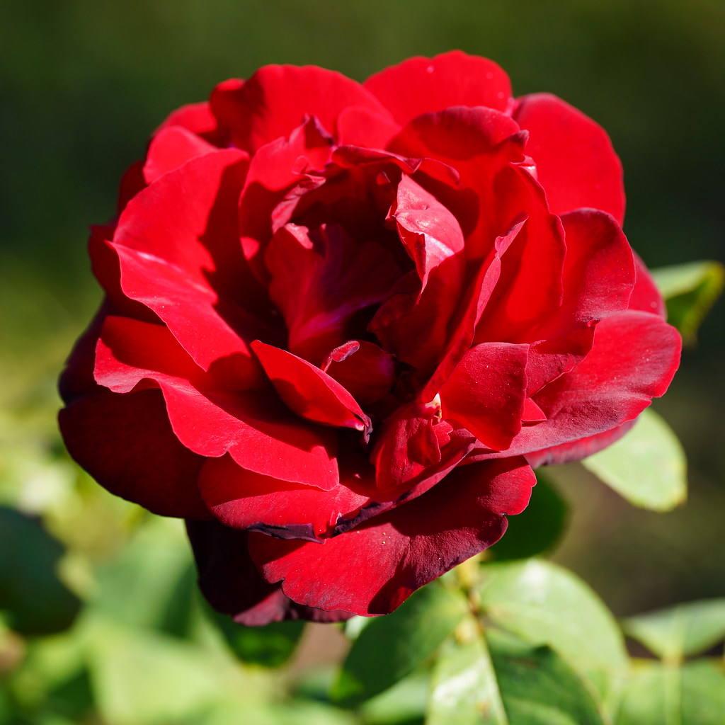 Tyler Texas Rose 1 Texas Rose Festival 2023 Todd Ar Flickr