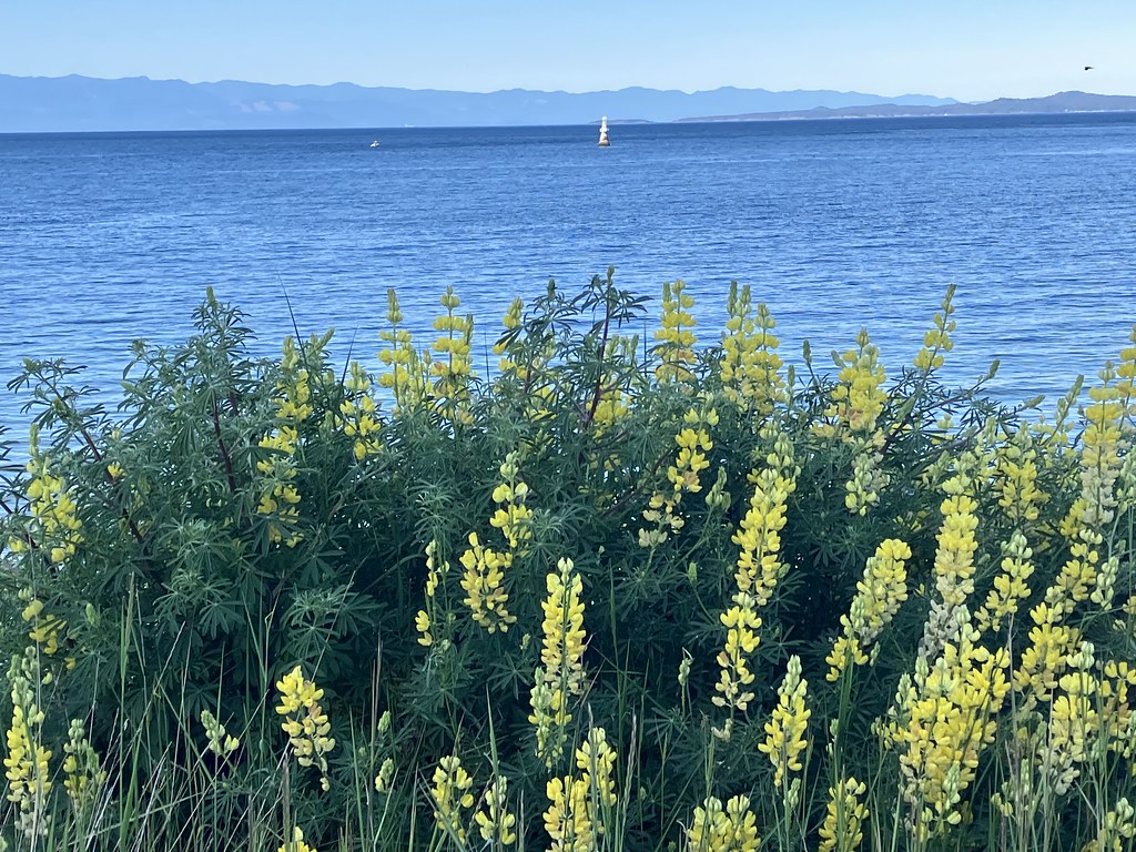 2023 06 03a Dallas Road Walk with Kismet 10 Blake Handley Flickr