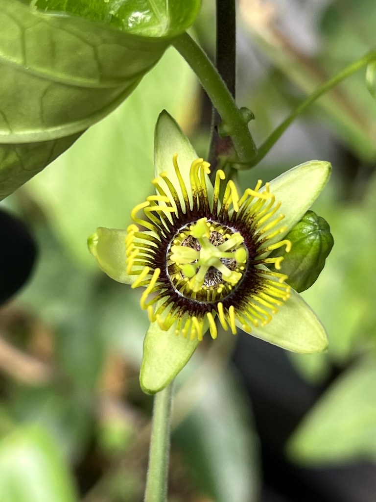 Passiflora 2023 This year’s passion flowers queztal1 Flickr