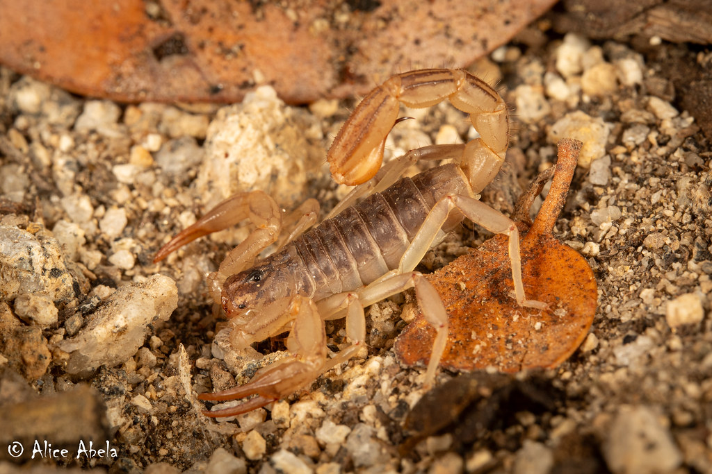 California Common Scorpion (Paruroctonus silvestrii) Flickr