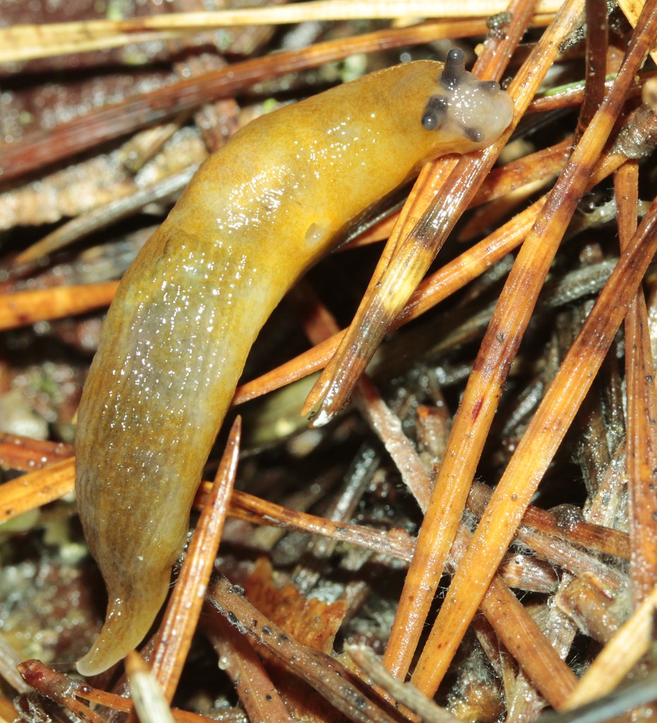 Lemon Slug Malacolimax tenellus limacidae Badenoch and Strathspey