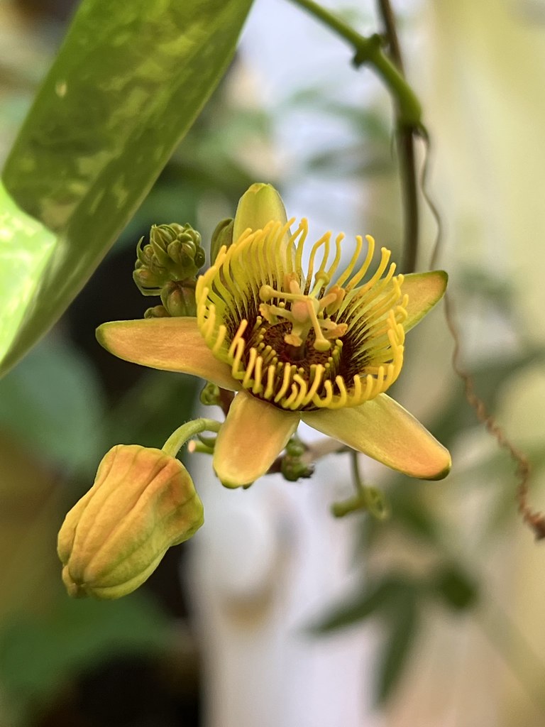Passiflora 2023 This year’s passion flowers queztal1 Flickr