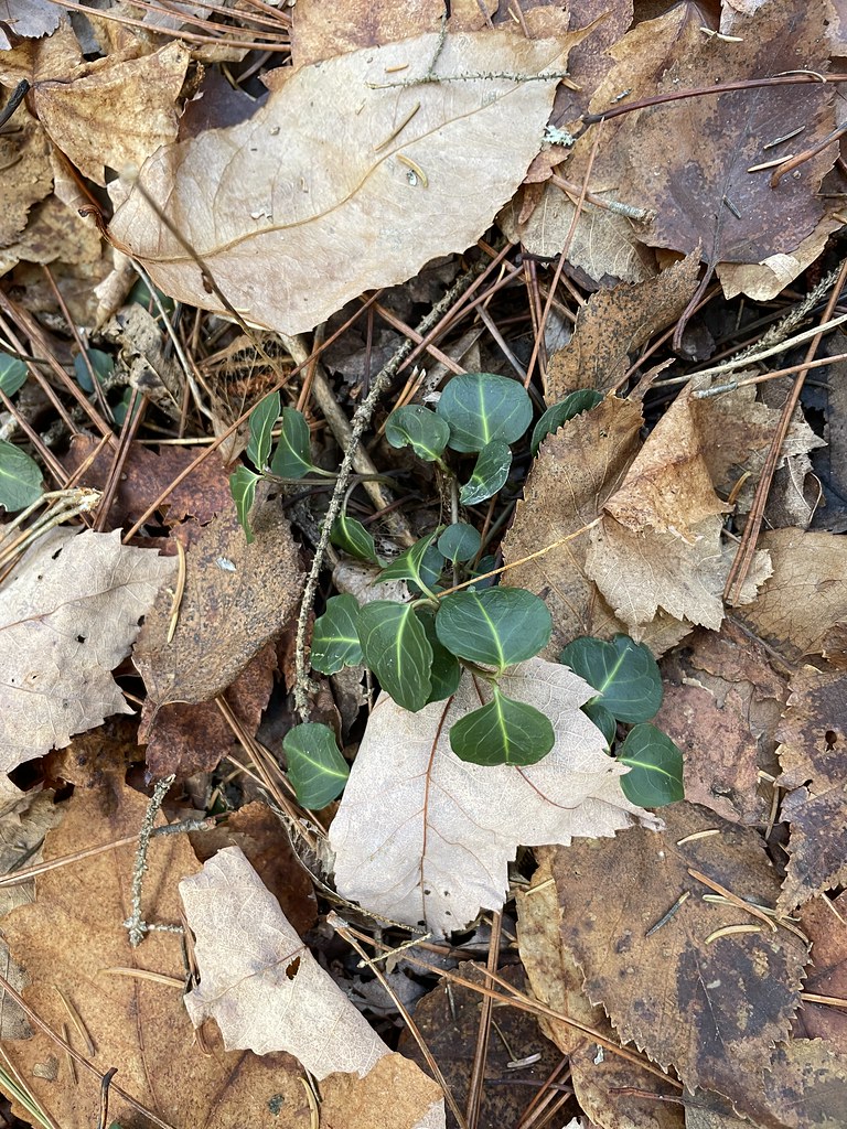NCT Trout Brook Pond Nov 11, 2023 Partridgeberry (Mitche… Flickr