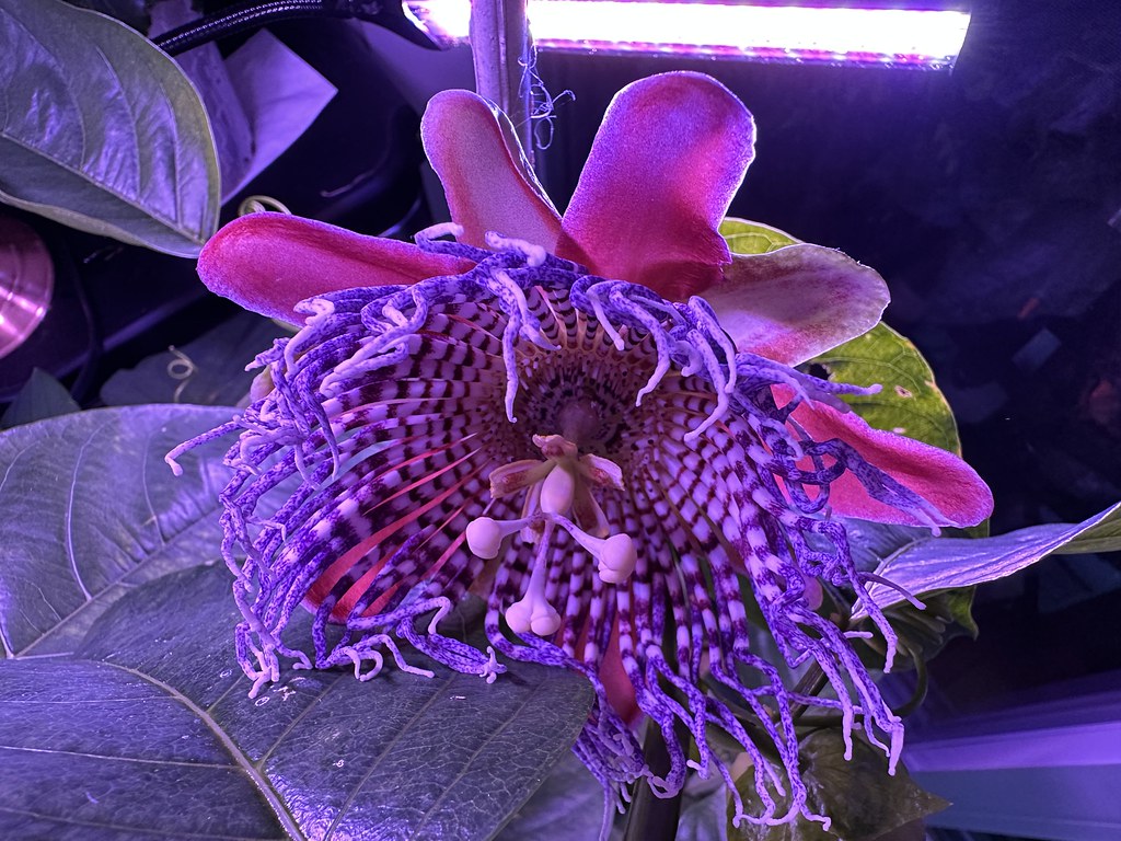 Passiflora 2023 This year’s passion flowers queztal1 Flickr