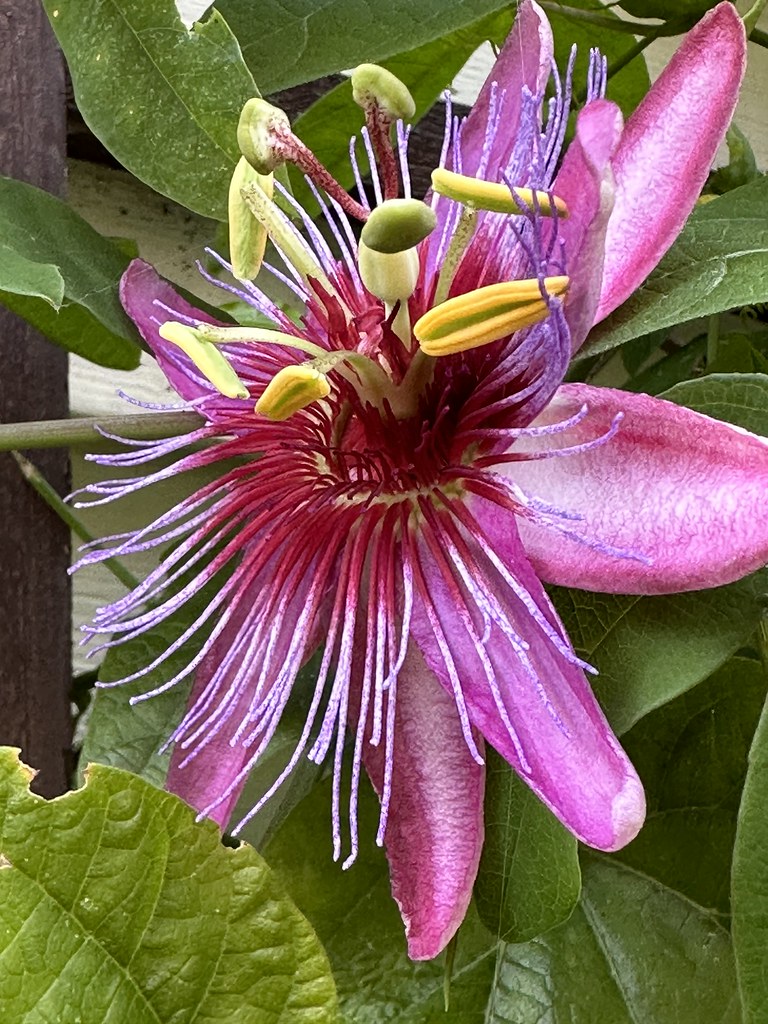 Passiflora 2023 This year’s passion flowers queztal1 Flickr