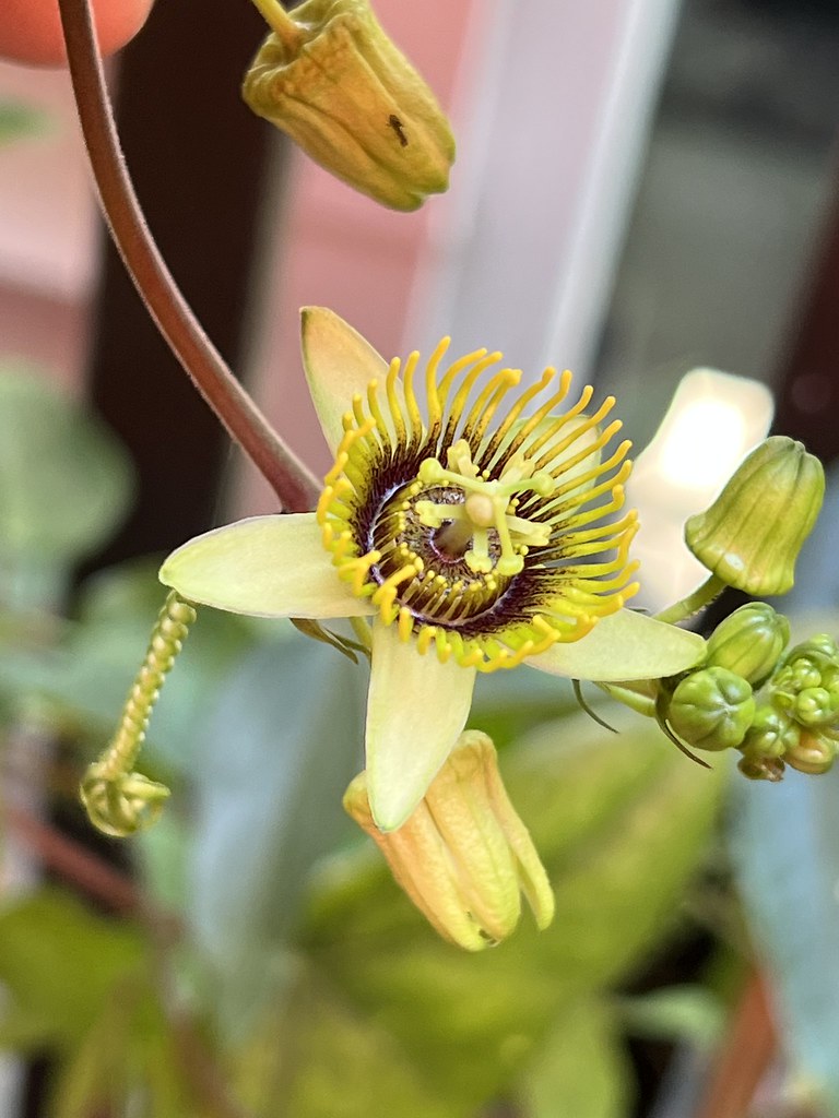 Passiflora 2023 This year’s passion flowers queztal1 Flickr