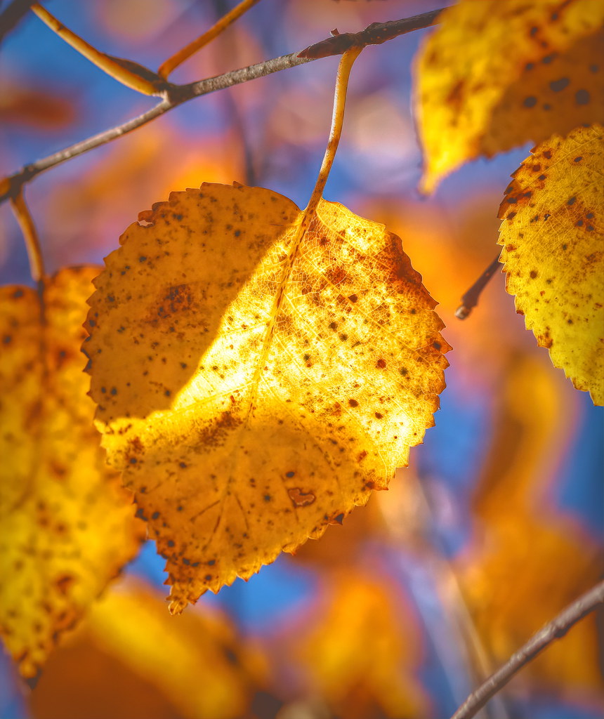 Golden Birch Leaf he silver birch leaves have turned a bea… Flickr