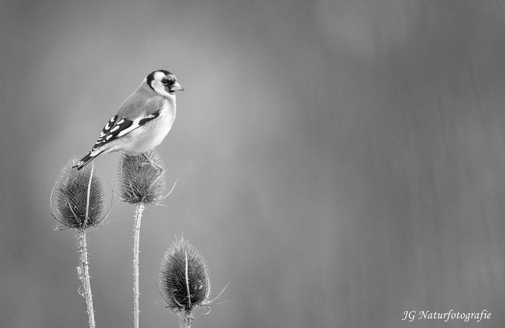 Stieglitz Micarusa Flickr