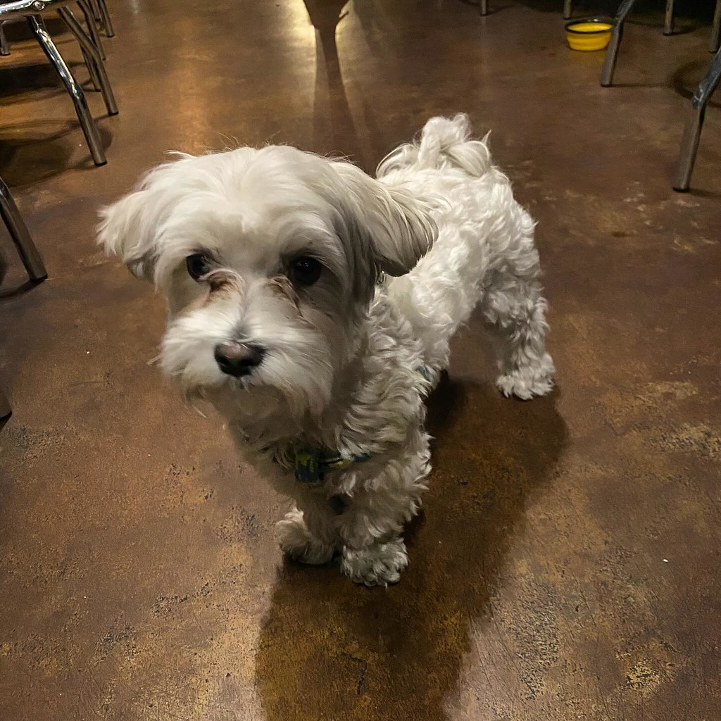 kvpaz I met a very good dog last weekend. This is Cosmo a… Flickr