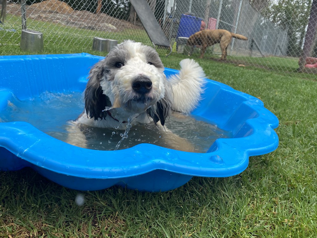 Bigs DDC 21.11.23 Pet Resorts Australia Dural Flickr