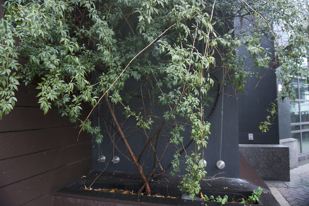 DSC04057 Juanita QuinteroAviles Flickr