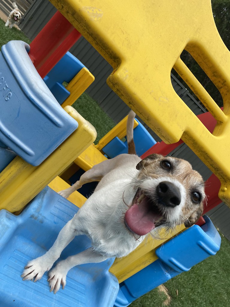 Smalls DDC 22.11.23 Pet Resorts Australia Dural Flickr