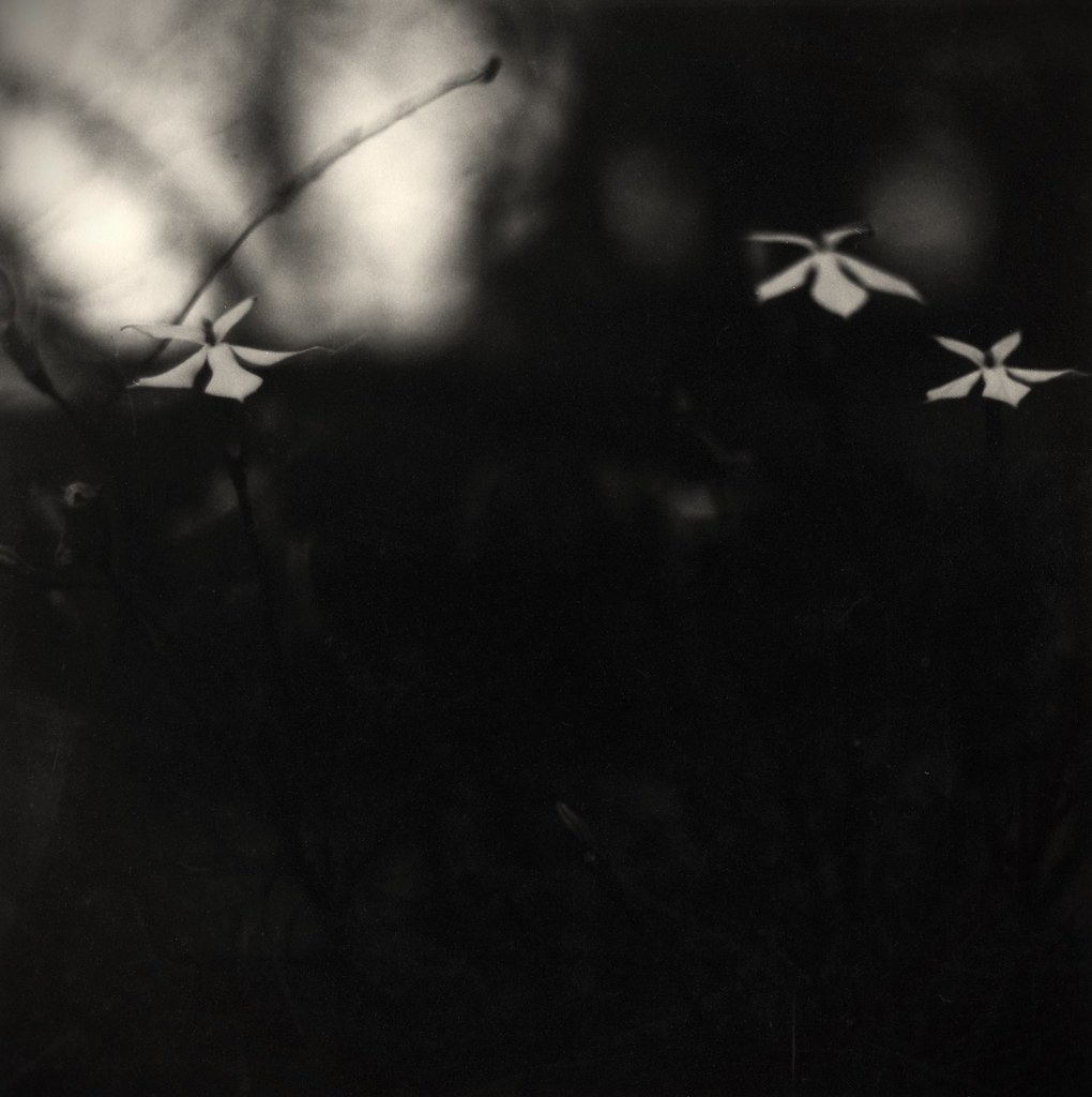 Darkroom Print on Foma FB, grade 4.5 filter. Mamiya TLR,… Flickr