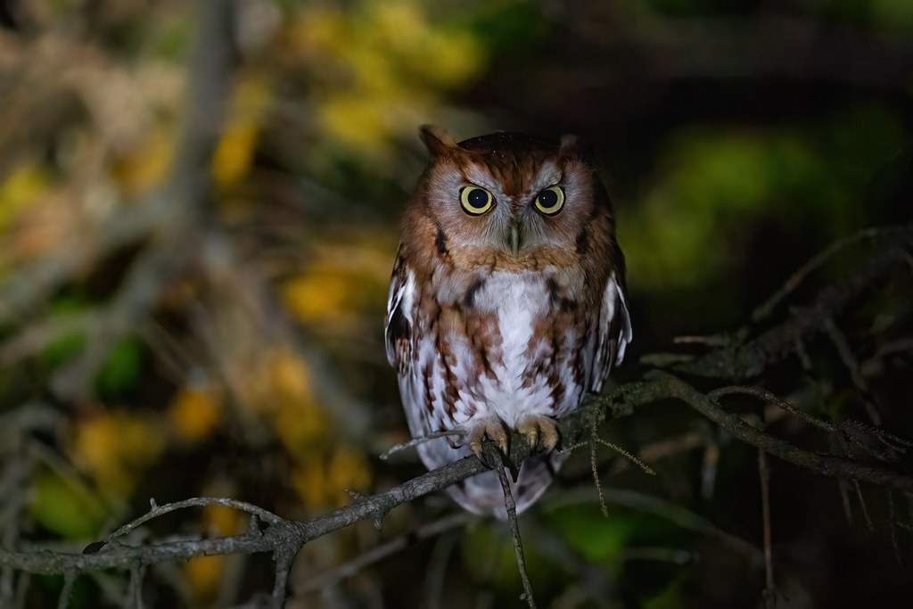 Eastern Screech Owl Indiana Jason Jablonski Flickr