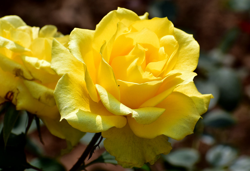 "Those yellow Petals!!" Yellow roses symbolize friendship … Flickr